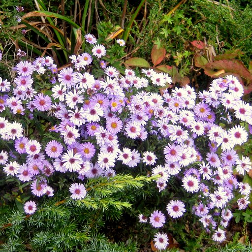 Aster himalaicus - Click Image to Close